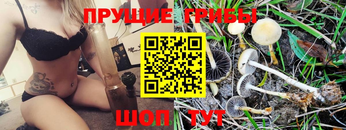 Псилоцибиновые грибы Psilocybine cubensis Сланцы